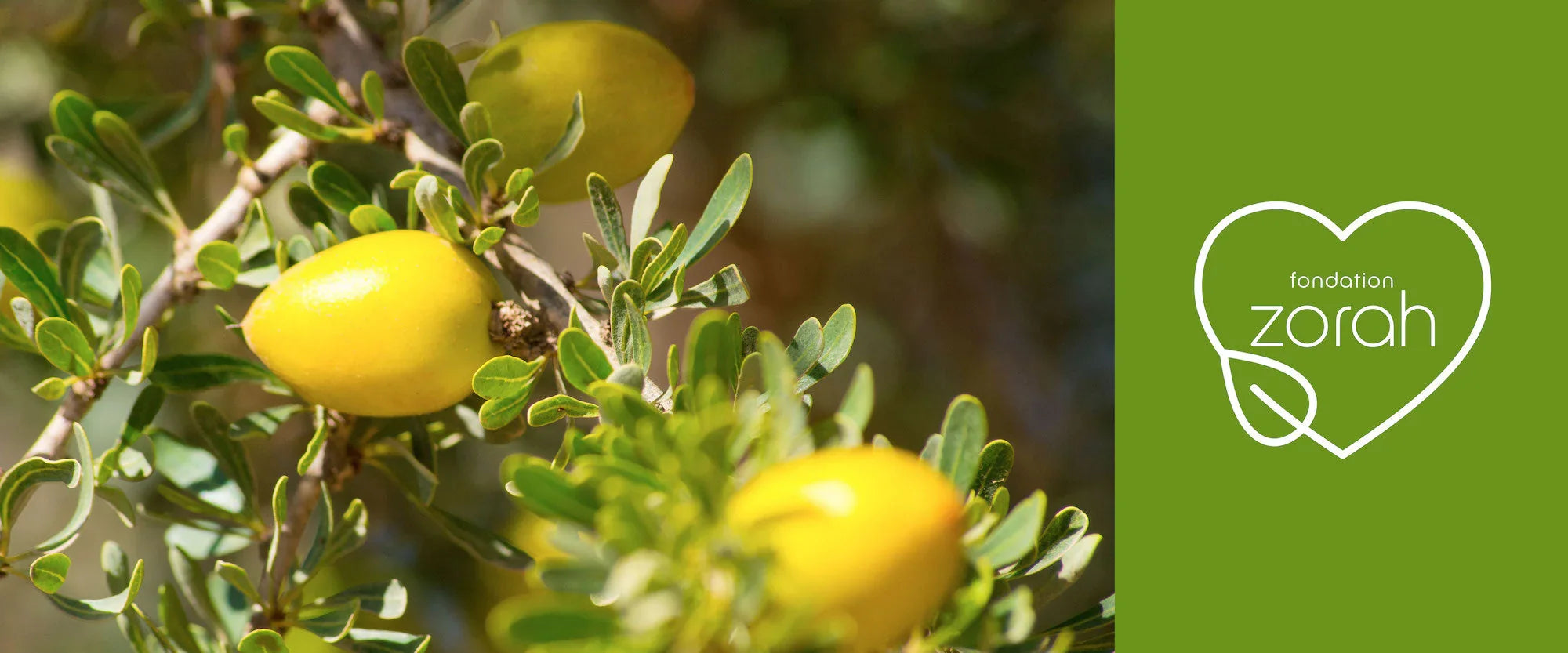 Why Saving Argan Forests Matters: Zorah's Commitment