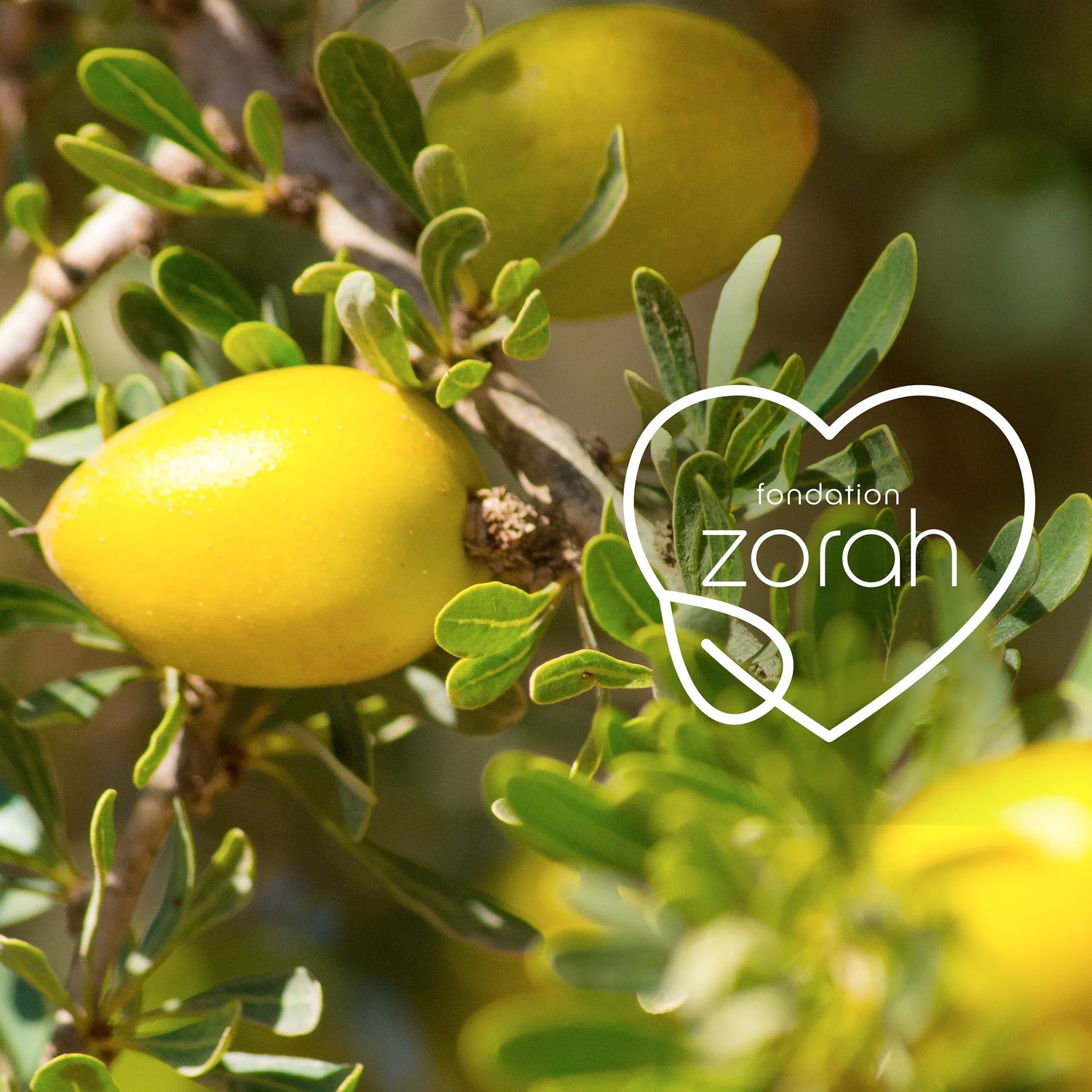 Huile d'argan _ Zorah Biocosmetiques